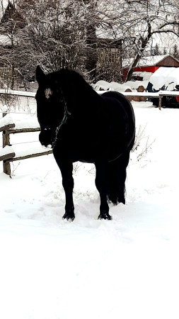 vodění dětí na koních